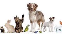dierendag2.jpg