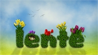 tulpen.jpg